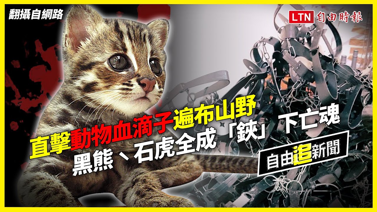 自由追新聞》直擊「動物血滴子」遍布山野！黑熊、石虎全成「鋏」下亡魂