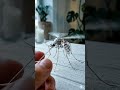 scorpion Tiny Toy, Epic Shift, Mechanical Magic , Satisfying Robots