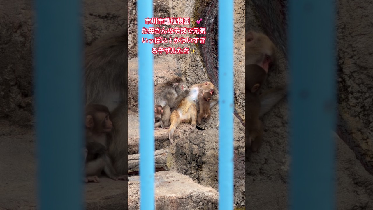市川市動植物園🐒💕お母さんのそばで元気いっぱい!かわいすぎる子ザルたち✨