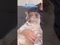 主の膝の上でテレビを見る猫