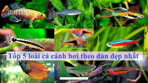 Tốp 5 loài cá cảnh bơi theo đàn đẹp nhất mà bạn có thể lựa chọn