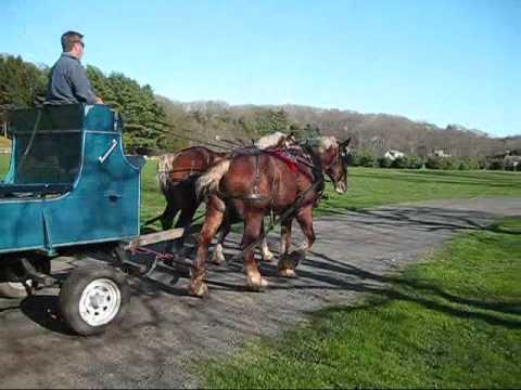 Belgian Draft Team.wmv