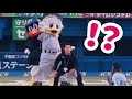つば九郎🐧ファーストピッチセレモニーで審判を務める!2026/06/03
