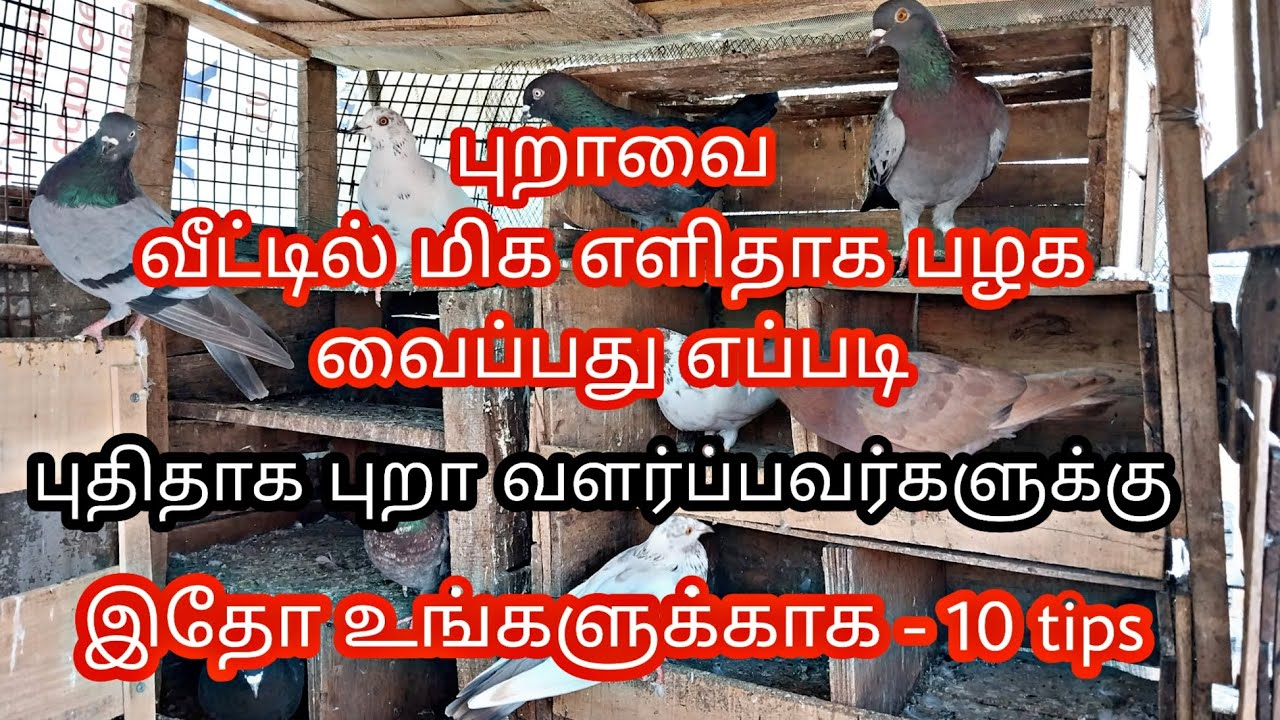 10 tips / புறாவை வீட்டில் மிக எளிதாக பழக வைப்பது எப்படி? / புறா வளர்ப்பு / #pigeons #pets #birds