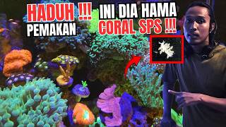 Hama Pemakan Coral Sps Montipora Eating Nudibranch Nudibranch Phestilla Subodiosus Reef Tank