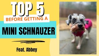 Top 5 Things To Know Before Getting A Miniature Schnauzer | Dog Facts 101