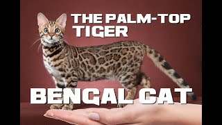 10 Bengal Cat Facts - The Palm-Top Tiger - Animal a Day