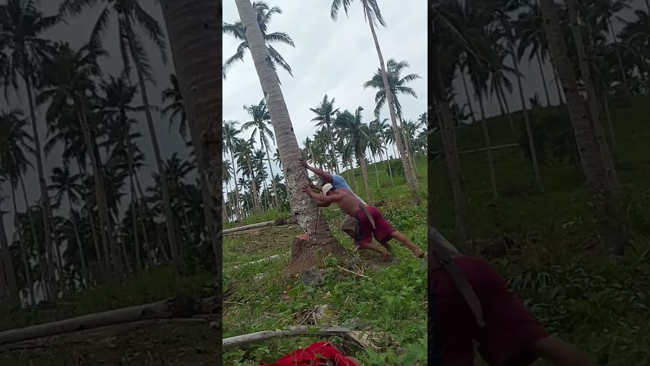 tolak pohon kelapa #automobile #asmrvideo #woodworking