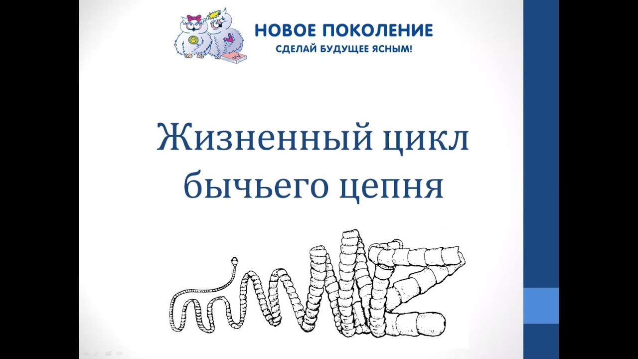 Биология. Объяснение темы "Жизненный цикл бычьего цепня"