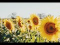 Minuano - それいゆ(Soleil) instrumental ver.