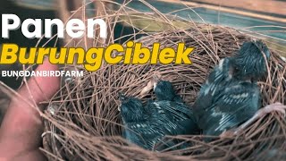 SUKSES PANEN ANAKAN CIBLEK KRISTAL DI KANDANG SEDERHANA‼️‼️‼️