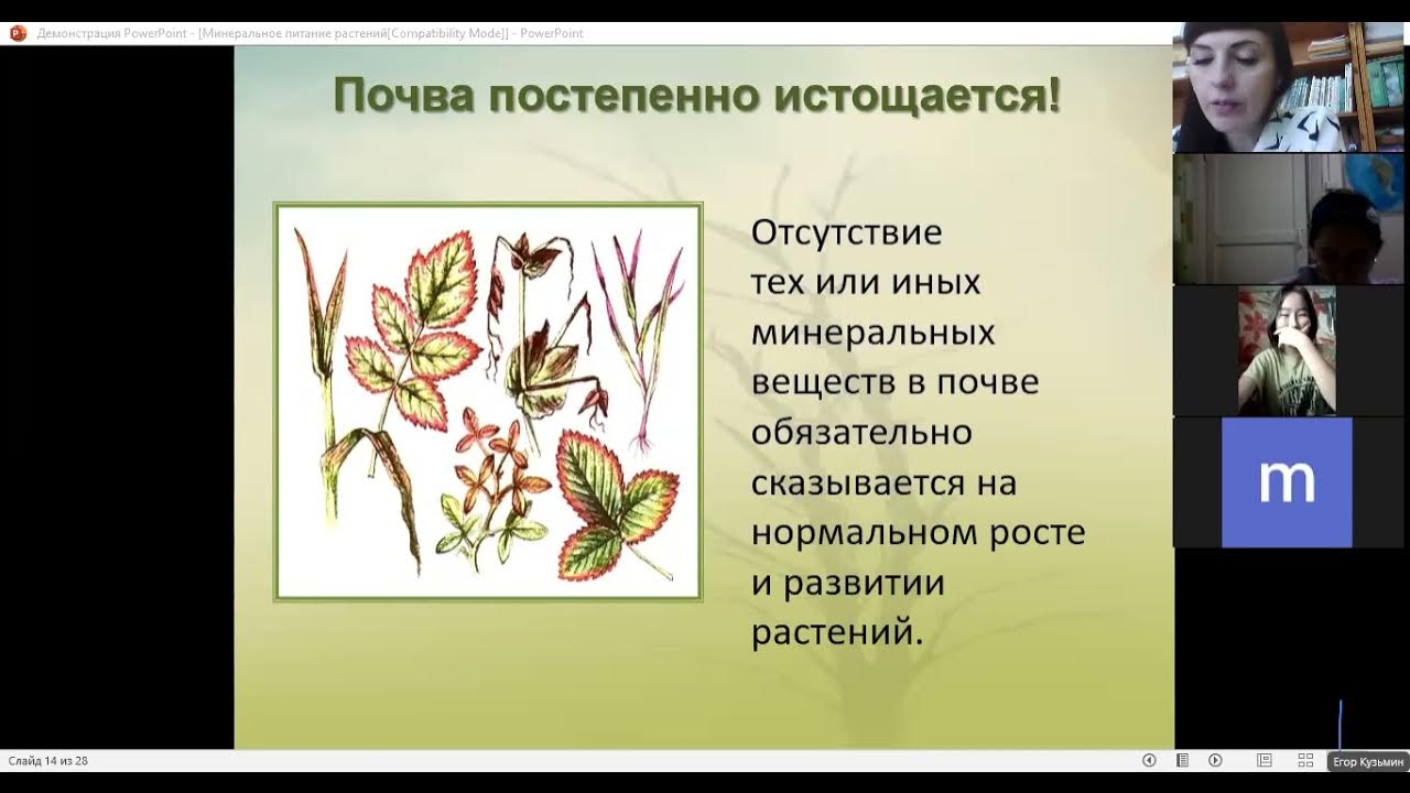 Минеральное питание растений тест по биологии 6. Минеральное питание растений 6 класс биология. Минеральное питание 6 класс. Почвенное питание растений 6 класс. Минеральное питание растений и значение воды.