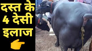 पशुओं के दस्त(मोक) को खत्म करने के 4 रामबाण देसी इलाज|Losse motion home remedies for cattle