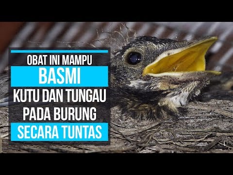 OBAT INI MAMPU BASMI KUTU DAN TUNGAU PADA BURUNG SECARA TUNTAS