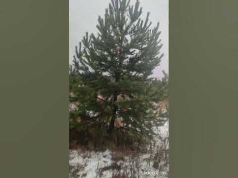 Сосна крупномер - YouTube