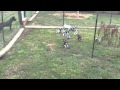 Retta Pups See Their 1st Rabbits @ 8Weeks Old