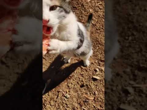 Kedi miyav dedi