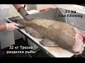 Разделка рыбы. 32 kg Cod fish filleting! How to fillet a Cod fish. Разделка Трески на фабрике.