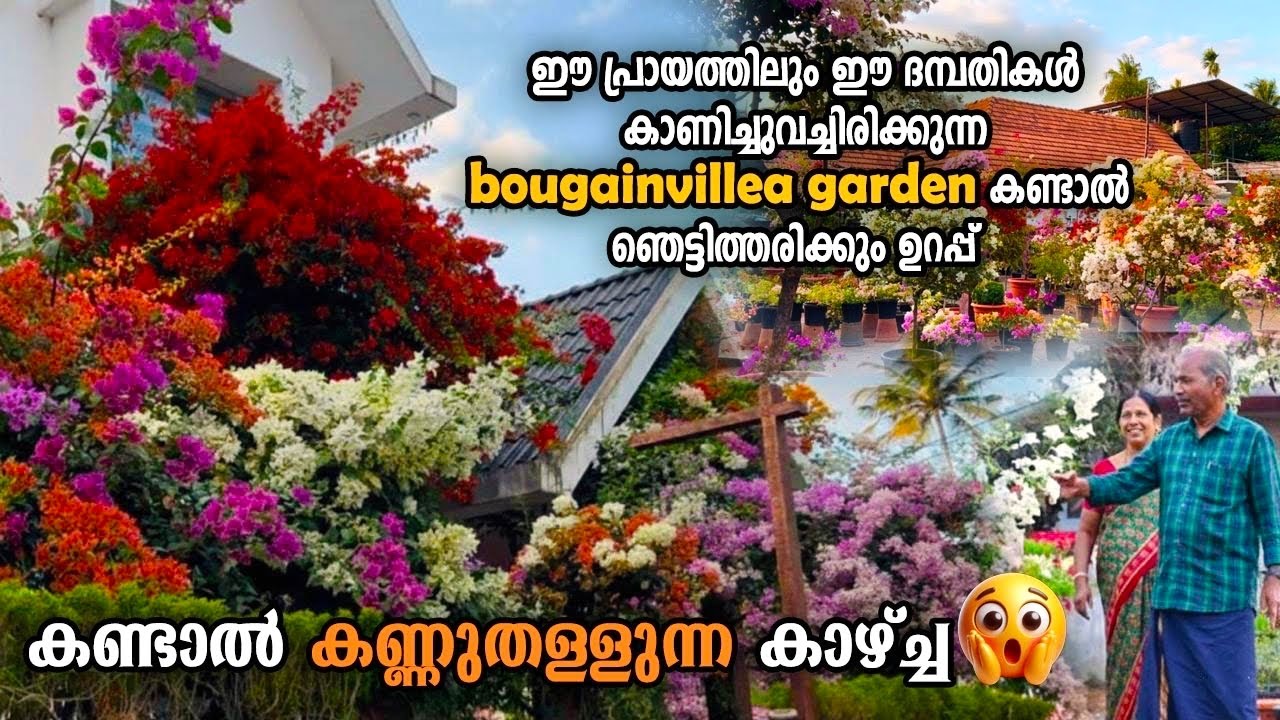 കടലാസ്പൂക്കളുടെ ഈ Homegarden കണ്ട് ഞെട്ടാത്ത മലയാളികൾ ഇന്ന് കേരളത്തിൽ കാണില്ല🔥😳|Bougainvillea farm