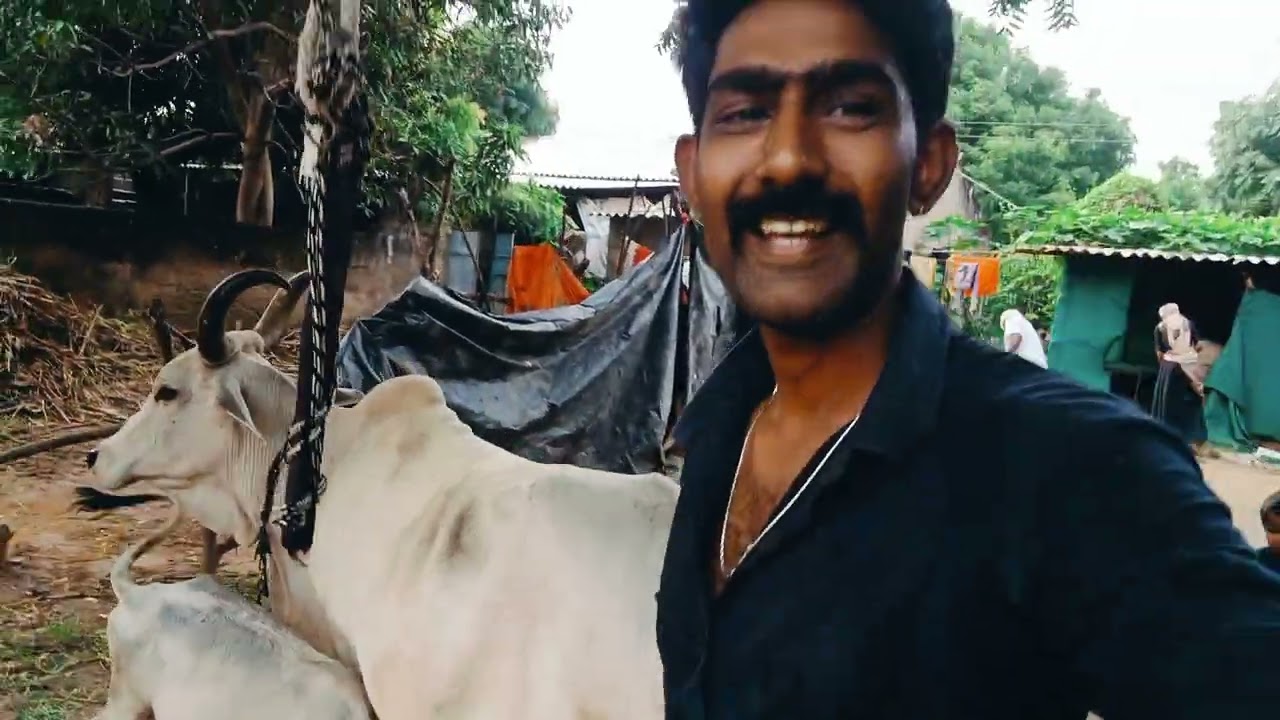 Mini vlog gay jova gaya //ગાય જોવા ગયા//RBS official67 