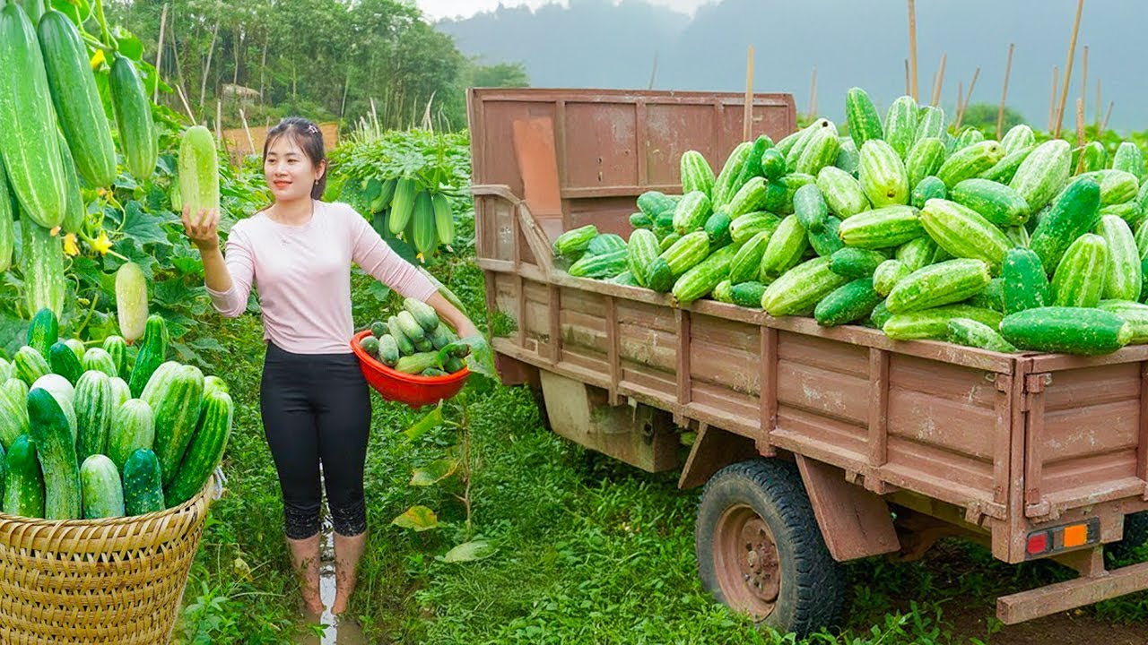 Harvesting Lots of Cucumbers to Sell at the Countryside Market – Taking ...