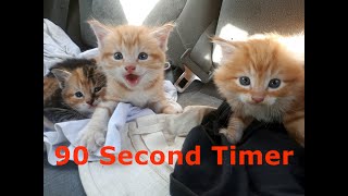 90 Second Timer for cat lovers - Meowing cat sounds alarm