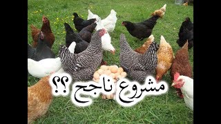 تربية الدجاج البلدي - هل هو مشروع ناجح ويمكن سد احتياجات المربي