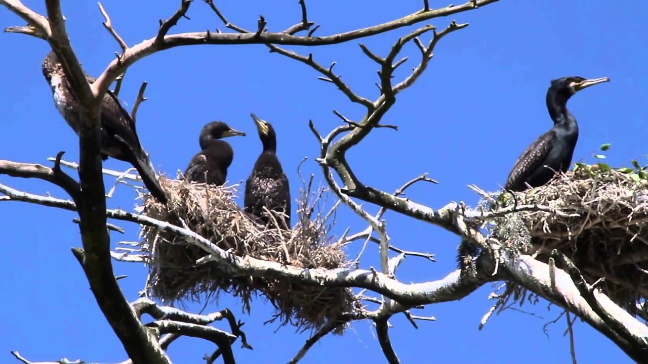 Большие бакланы / Great cormorant / Phalacrocorax carbo