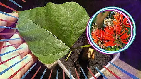 Quando floresce o mulungu?