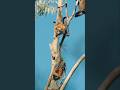 THE MYSTERY OF BATS: CREATURES OF THE NIGHT