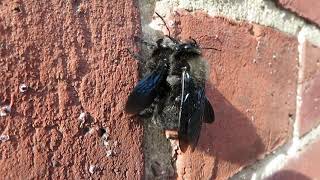 Frühlingsgefühle Bei Berliner Holzbienen