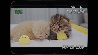 (CANCER TELEVISION SHOW ENTERTAINMENT EPISODE 11:cute cats