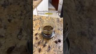🪰 This Homemade Fly Trap Works in Seconds Without Toxic Chemicals! 🤯#FlyHack #HomeRemedy #LifeHack