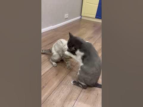 Кот боксер - YouTube