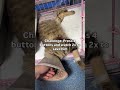 ‼️Update: this baby kitten is slowly improving 🐾❤️But the journey is not over yet,