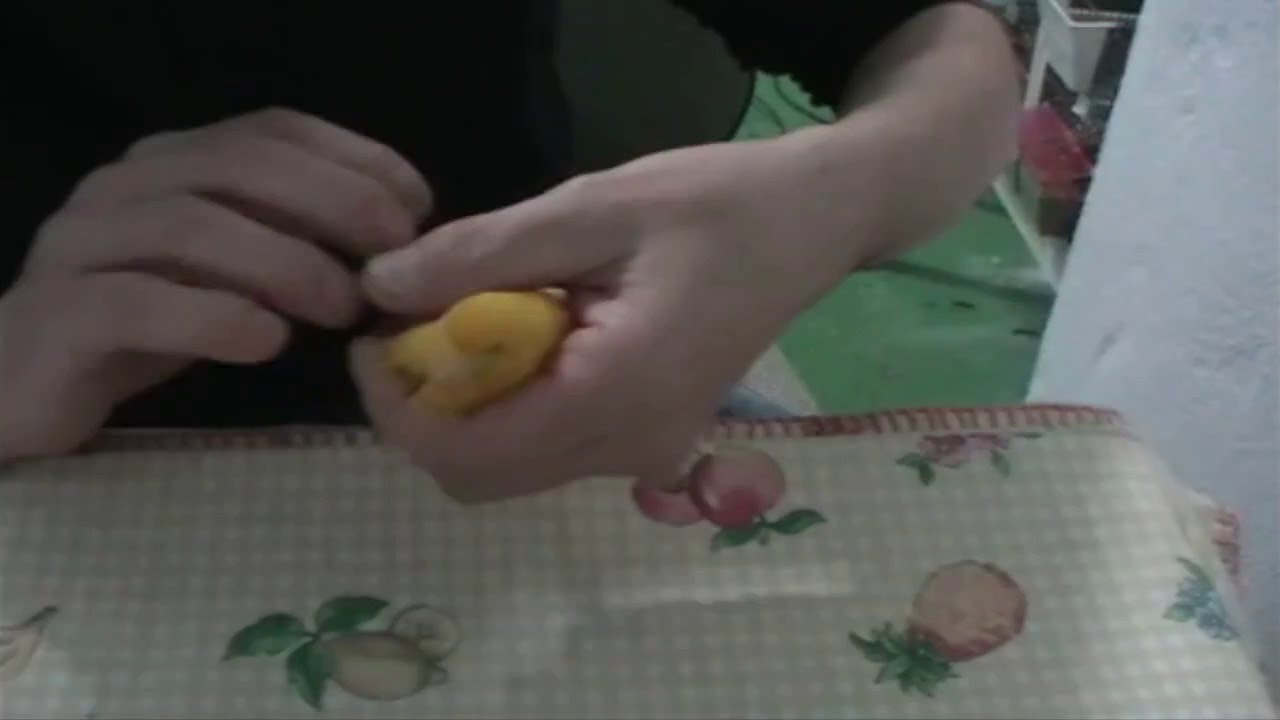 La cría de canarios (sacadandole un huevo atravesado a mi canaria) - YouTube