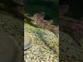 POVisje: Vanuit het Oog van een Hondshaai! #aquazoo
