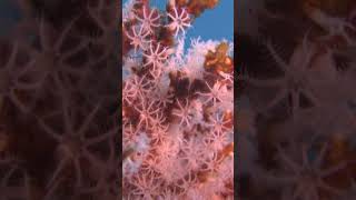 Brittle Soft Coral screenshot 1