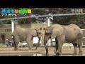 熊本市動植物園●アフリカゾウ● ☆マリーとエリ☆バッキバキッ迫力のお食事!
