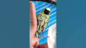 cara saya menjijikkan burung cucak ranting yang giras,,