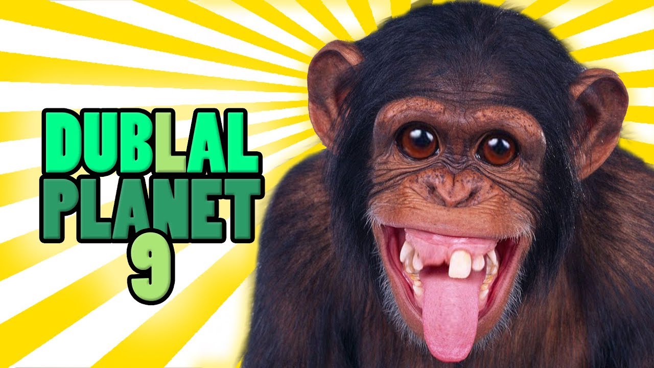 10 Melhores Vídeos Mais Engraçados Do Macaco 2015 