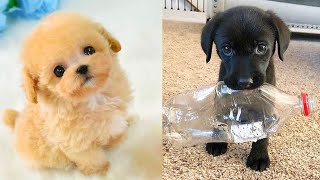 Baby Dogs 🔴 Cute and Funny Dog Videos Compilation #14 | 30 Minutes of Funny Puppy Videos 2023 by GrumpyDog 5,451 views 10 months ago 30 minutes