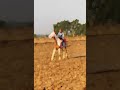 #horse #shonkpunjabde #jattlifestudio #punjab