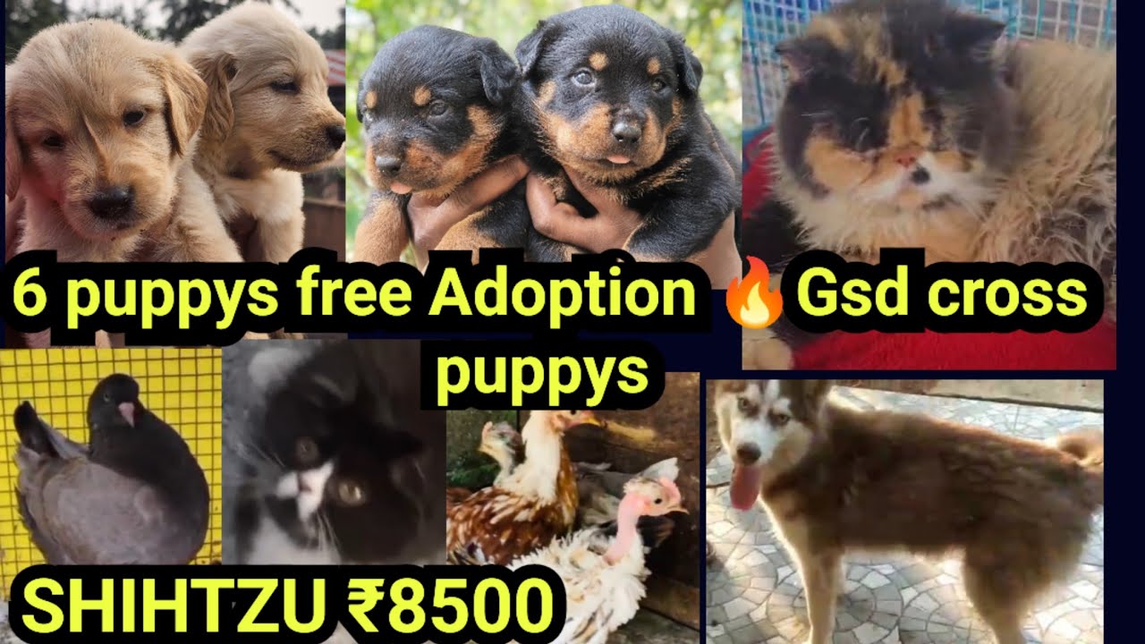6 puppys Free Adoption🔥Gsd cross puppys 🥰pom free❤SHIHTZU 8500❤Rot |Dogs sale low price in Kerala|D4