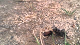 Yet another Tarantula Hawk with prey