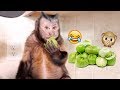 Monkey Smashes & Shares Tomatillo With Pet Human!