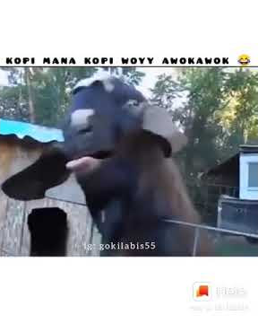 video lucu kambing minta kopi 😂