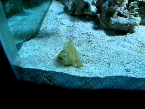 Striated Angler Fish Eating Ghost Shrimp - YouTube