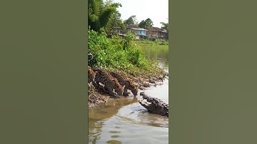 3 leopard children against a large crocodile! nerve Damage  #crocodile #wildlife #leopard #zoo