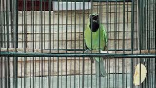 suara merdu cucak hijau di pagi hari